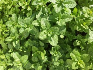 fresh mint leaves